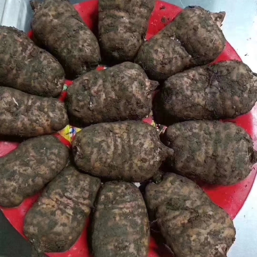 西畴县 云南高海拔珍贵营养小草坝新鲜天麻