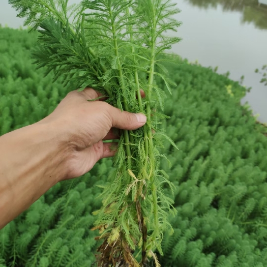 洪湖市粉绿狐尾藻虾蟹鱼水产养殖园林环境治理