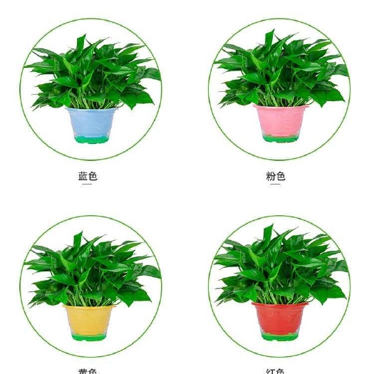广州精品180型彩色绿萝盆基地直发 价格便宜 可长藤（快递包邮）