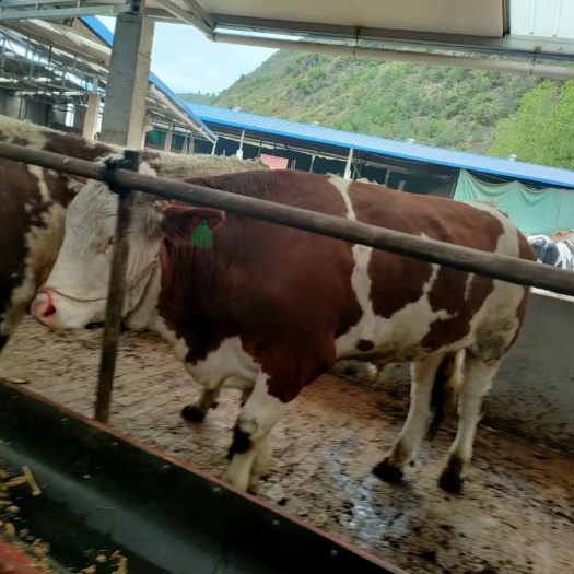 宣威市西门塔尔牛 1400斤以上 公母混合 屠宰牛 24 
