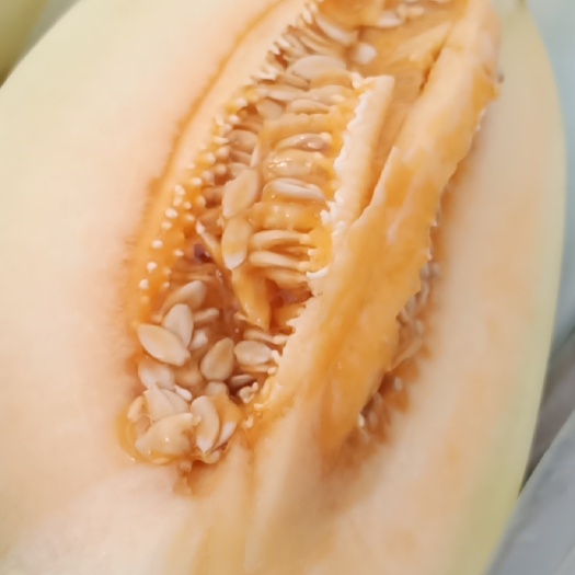 东方蜜甜瓜 安徽东方蜜,小白瓜,口感脆甜,保证质量,代发全国