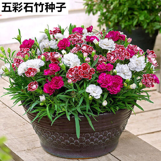 广州 五星石竹 欧石竹  带花苞  包邮