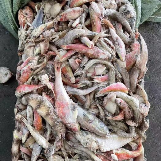 鱼粉 有晾晒鱼干的海杂鱼到货，有需要的老板可以联系我