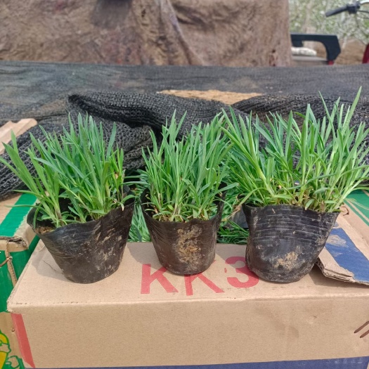 青州市欧石竹  全年开花能过冬的花