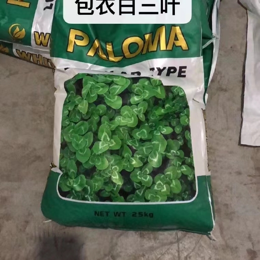沭阳县三叶草种子 包衣白三叶种子