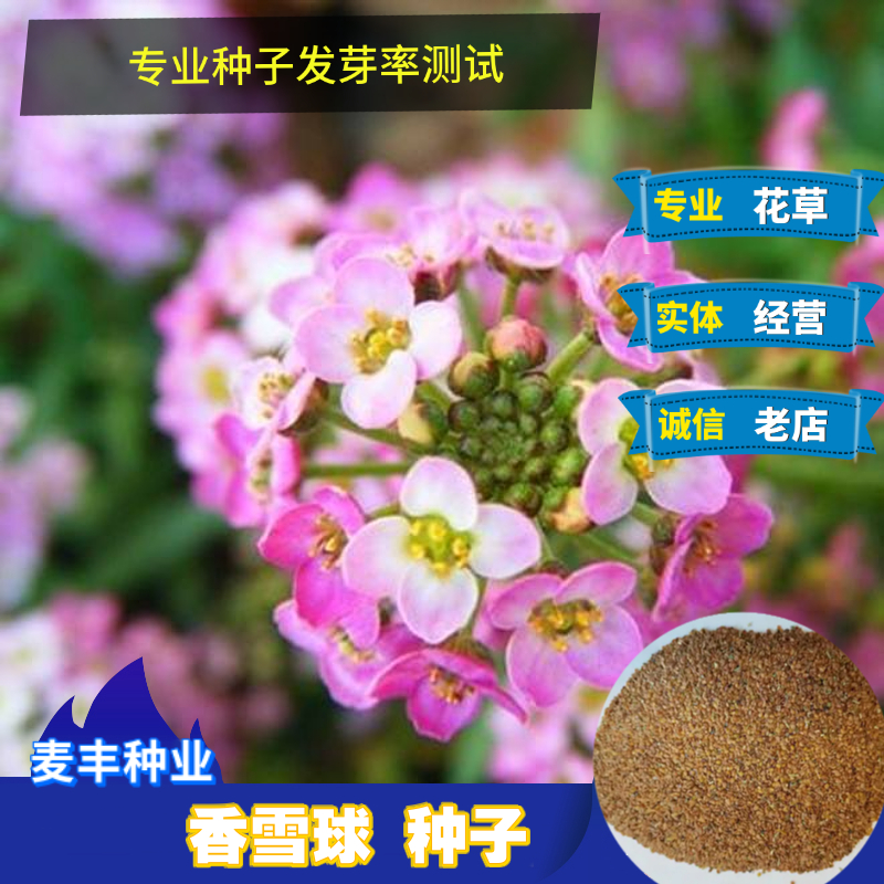 南京香雪球种子 垂吊花卉景观地被花海室内庭院阳台盆栽 多年生