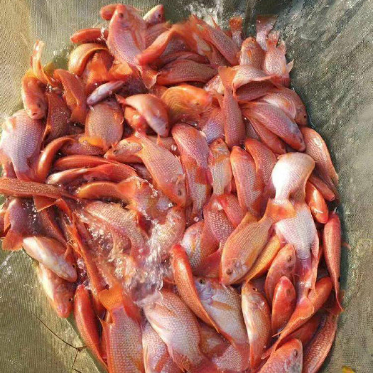 红罗非鱼苗 彩虹鲷鱼苗 价格优惠 产地直供 包技术