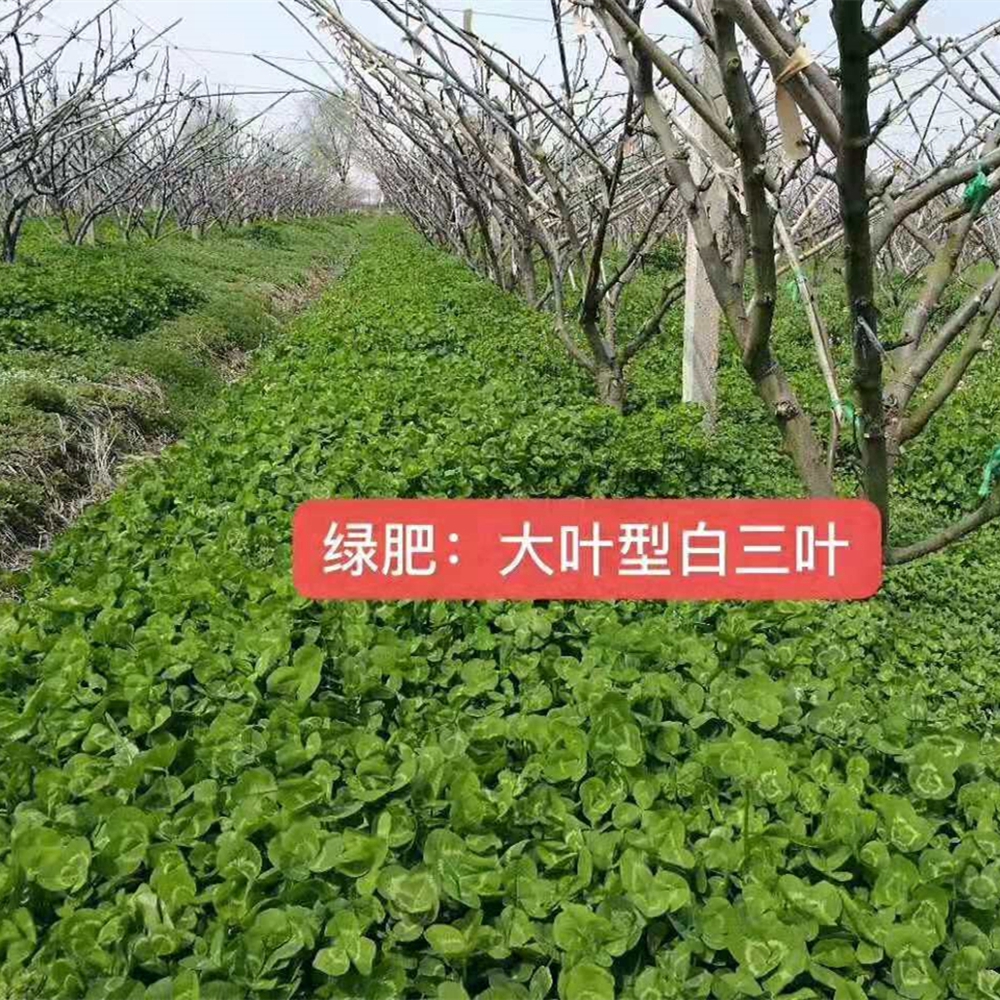沭阳县三叶草种子  红三叶种子白三叶种籽多年生耐寒绿肥喂动物牧草