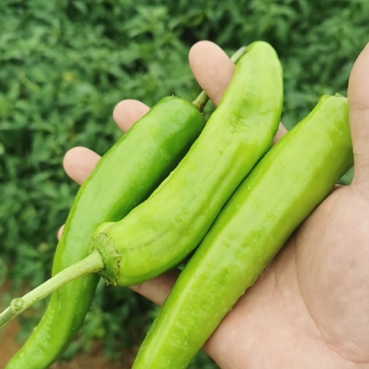 遂溪县 黄皮辣椒