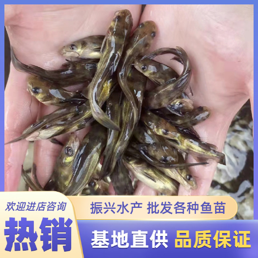 富顺县黄骨鱼苗  黄颡鱼苗 高密度饲养  基地直销  鲜活直达