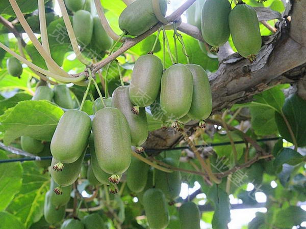 泰安软枣猕猴桃（奇异莓）鲜果，维生素食品、新鲜采摘、水果