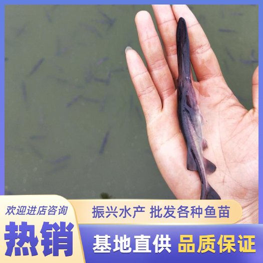 富顺县鸭嘴鱼苗 基地直销 免费技术指导 易饲养！