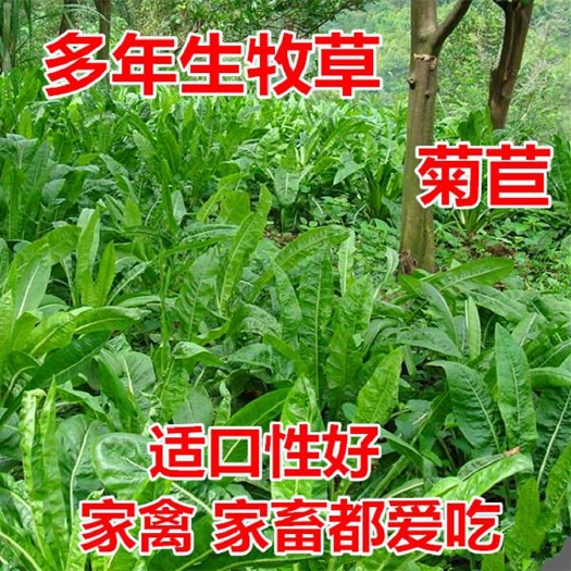 沭阳县菊苣种子  将军菊苣种多年生四季牧草猪牛羊鸡鸭鹅鱼草种子包邮