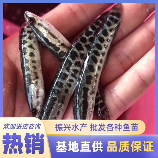 富顺县乌鳢苗  黑鱼苗  乌鱼苗   生鱼苗  财鱼苗  基地直销