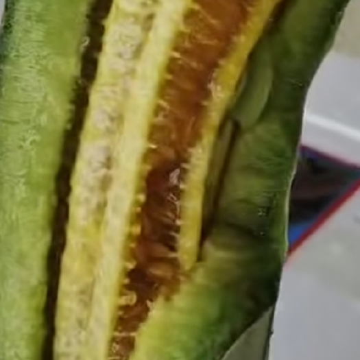费县羊角蜜甜瓜 d东费县大棚甜瓜精品羊角密