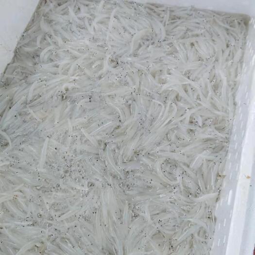 思茅小银鱼 优质银鱼