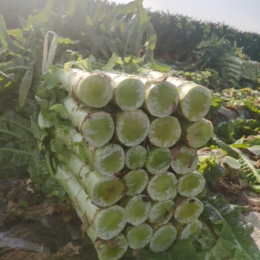 枝江市红叶莴笋 基地莴笋产地一手货源大量有货产地直发按需做货欢考察