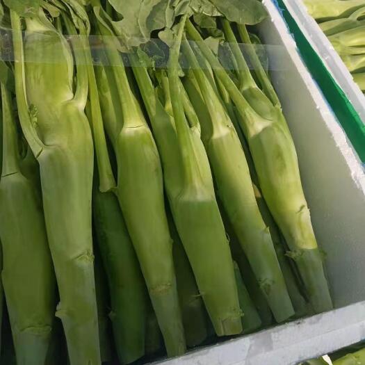 上海芥蓝 芥兰