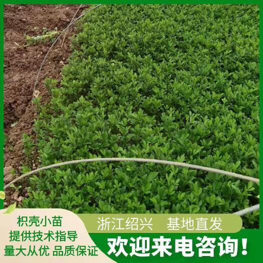 新昌县枳壳小苗 枸橘苗 刺苗 浙江绍兴 基地发货 无中间商