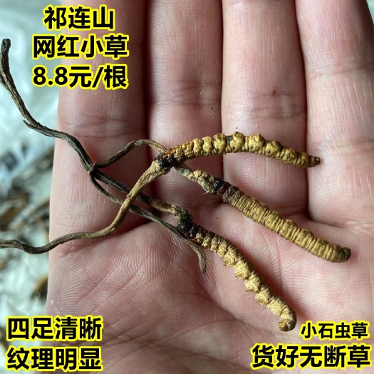 长沙祁连山青海产地正宗小石虫草无断草正品冬虫夏草精选5根/克虫草