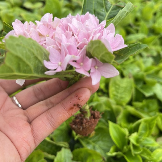 昆明无尽夏绣球 绣球 八仙花 无尽夏