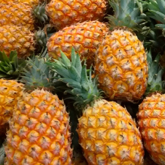 沂水县金钻凤梨 新鲜大菠萝10斤手撕菠萝新鲜大菠萝凤梨 全国包邮  一件代发