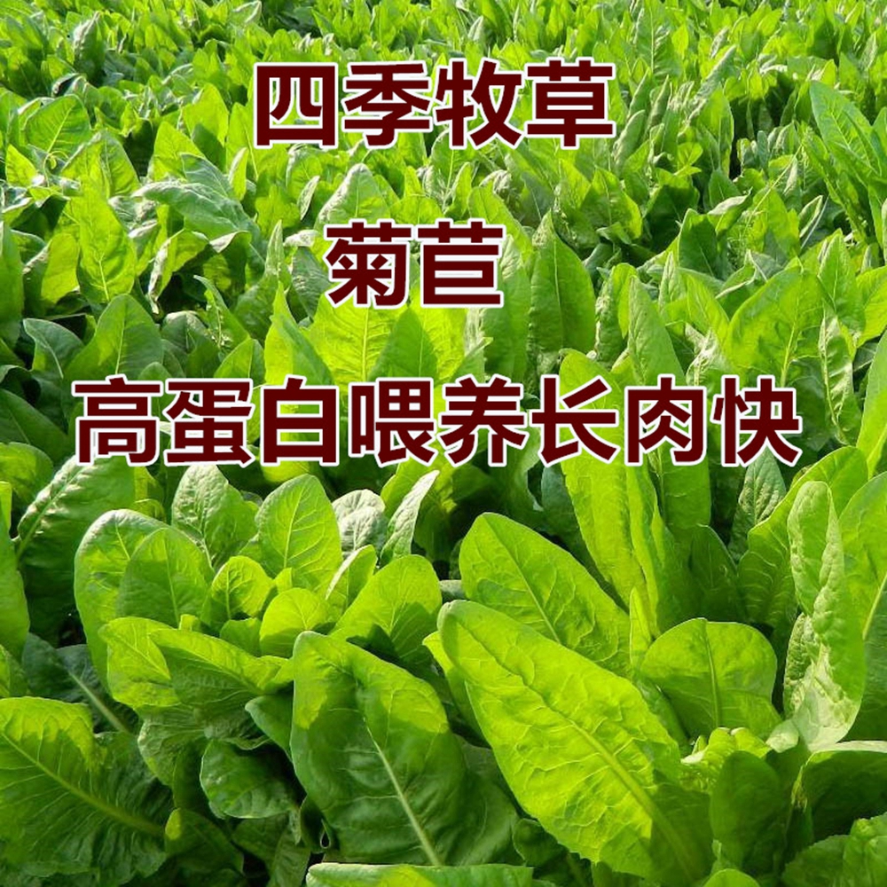 沭阳县红菊苣种子  大叶将军菊苣种子菊苣籽多年生四季牧草猪牛羊鸡鸭