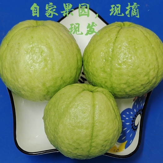 番石榴  白心潘石榴（芭乐）