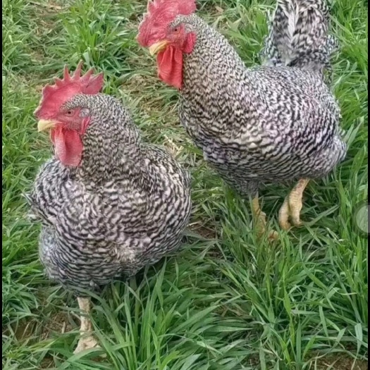 芦花鸡鸡苗，成活率高抗病抗寒力强 ，厂家直销，   全国包邮