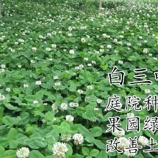 常州白三叶种子