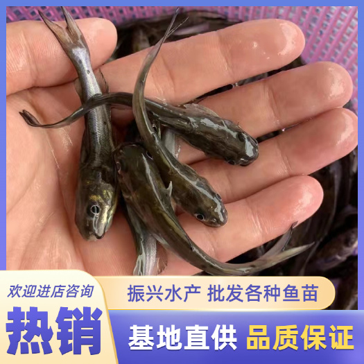 富顺县叉尾鮰鱼苗  斑点叉尾鮰鱼苗  质量保证  量大从优