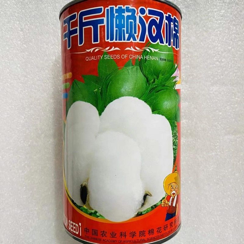 沭阳县 千斤懒汉棉花种子高产抗病大铃耐旱耐湿农家大田春季播懒漠棉种籽