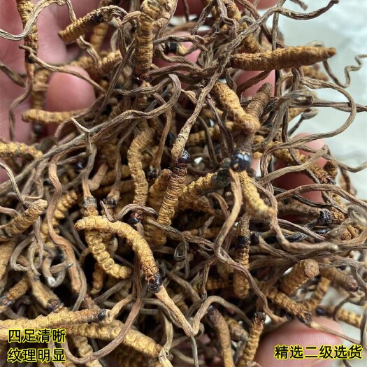 长沙批发青海产祁连山网红小虫草冬虫夏草正品精选5根/克小石虫草