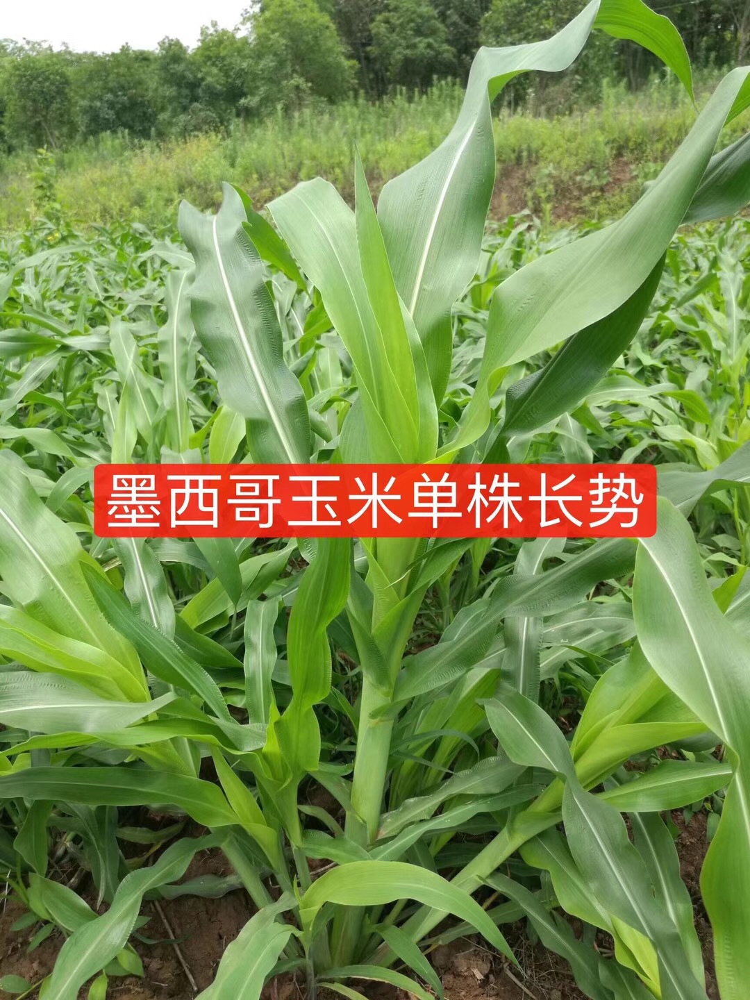 墨西哥玉米草种子批发阔叶高 产马牛羊鸡鸭鹅优质青绿饲料包邮价