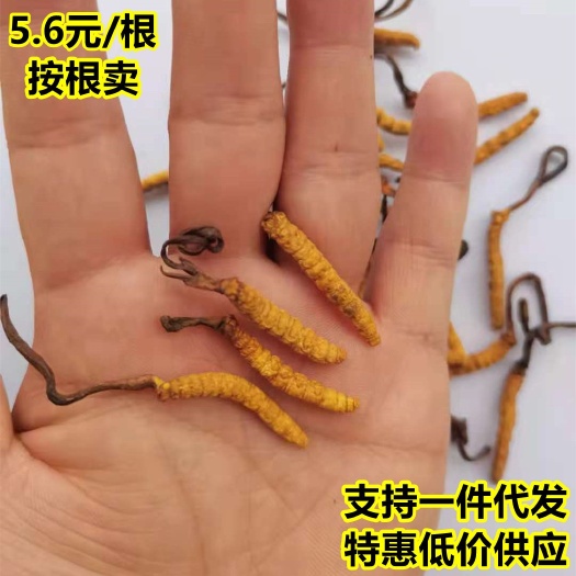 长沙批发正品虫草四川产虫草按根卖5根/克亚香棒青海西藏冬虫夏草