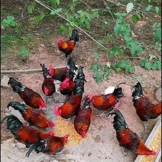 衡阳湖南厂价直销，快大青脚麻鸡苗，肉鸡型，