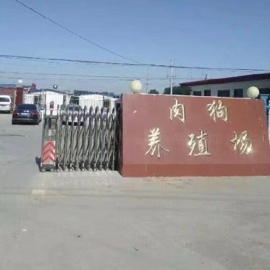 嘉祥县【厂家直销】土狗，杂交狗，大笨狗，支持全国发货