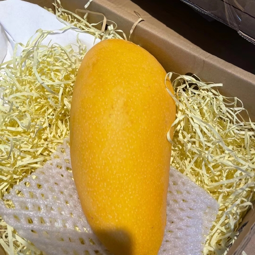 三亚三亚精品树上熟金煌芒京东顺丰包邮