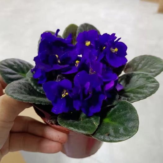 佛山 紫罗兰