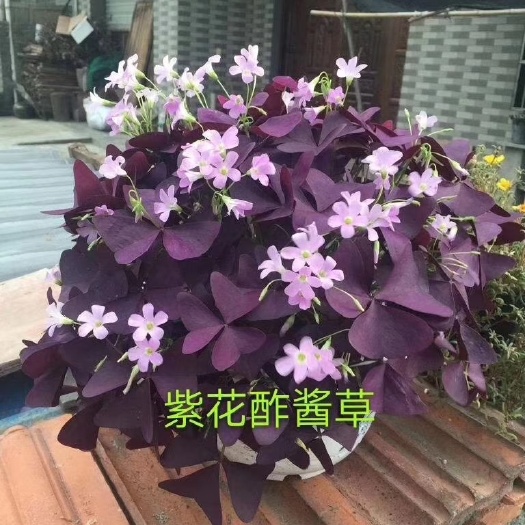 常州紫叶酢浆草种球