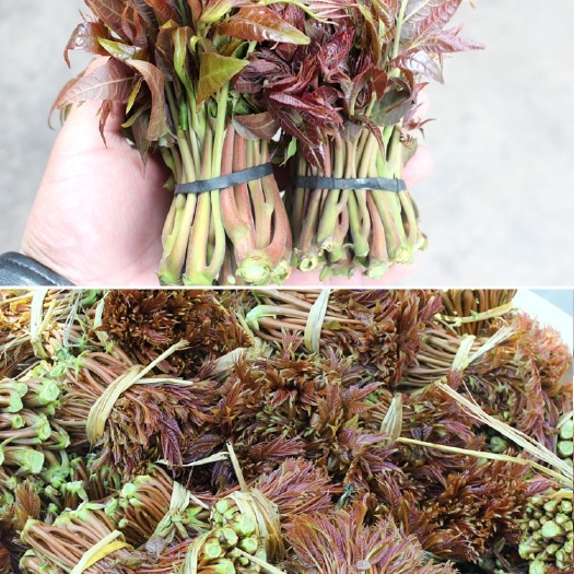 诸城市 山东香椿芽