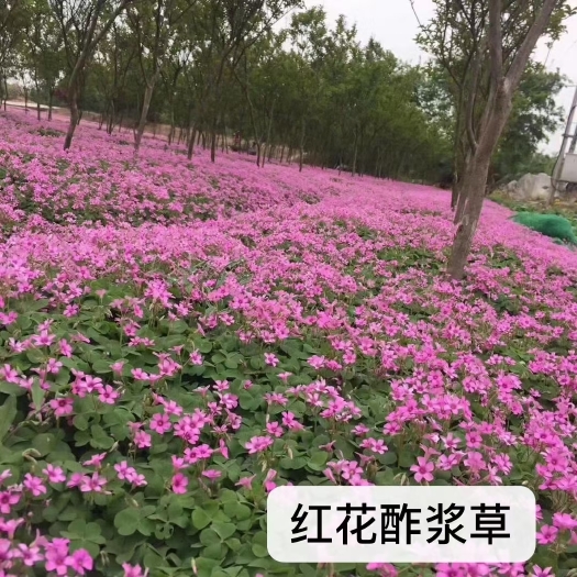 常州红花酢浆草种球