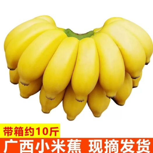 东台市云南芭蕉西贡蕉小米蕉香蕉热带新鲜水果10斤批发 一件代发