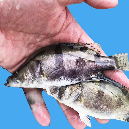 博罗县网红鱼 现货桂鱼苗桂苗 鳜鱼苗淡水鱼苗批发翘嘴鳜鱼苗