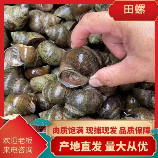 潜江市田螺 塘口直供一手货源价格低货量大