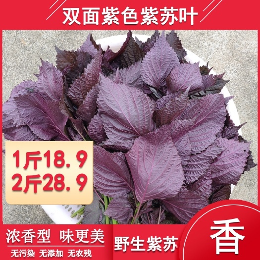 新鲜紫苏 双面紫色紫苏叶子新鲜食用紫苏大叶香料去腥中药野生苏