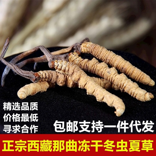 长沙那曲西藏冻干冬虫夏草4根/克四川青海虫草礼盒一件代发中药材