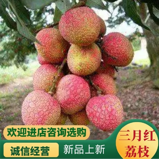 广州广东增城三月红荔枝