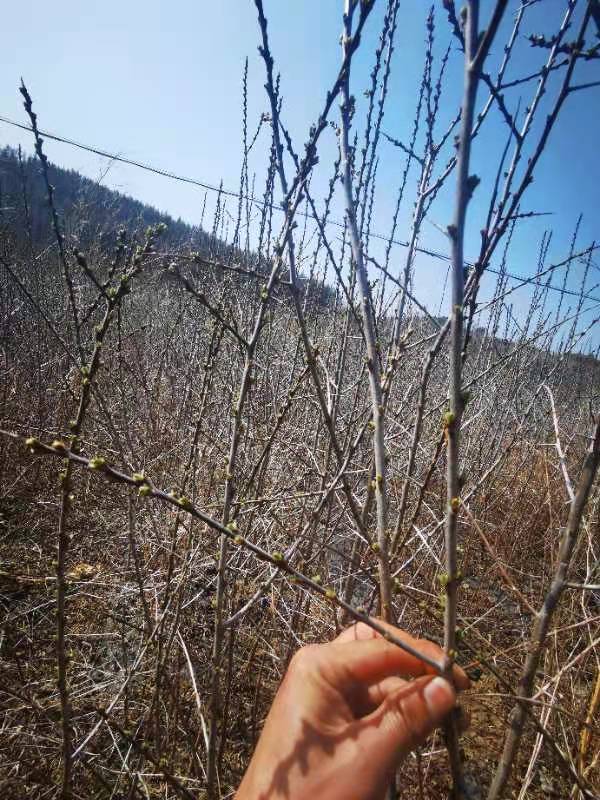白山长白山深秋红沙棘苗