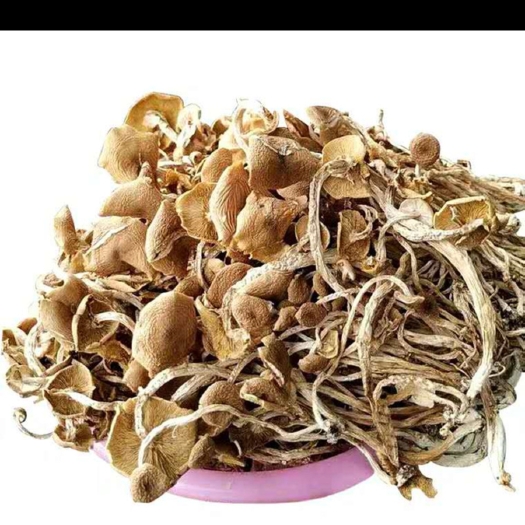广昌县广昌3号茶树菇 江西省抚州市广昌县 12~14cm 已开伞